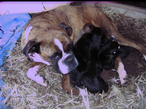 1992 Ford Mustang - A boxer dog nurses her litter of newborn puppies in a bed of straw.