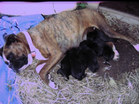 1992 Ford Mustang - A brindle boxer dog rests with her litter of newborn puppies.
