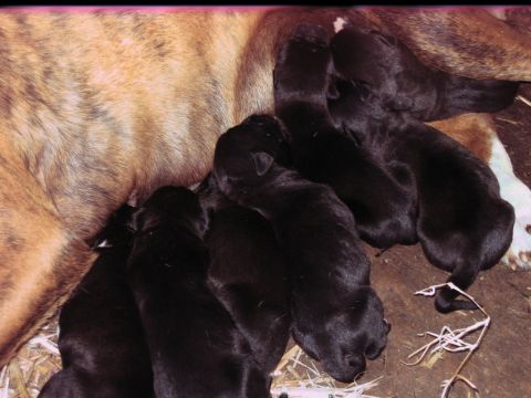 1992 Ford Mustang - A mother dog nurses her litter of black puppies.