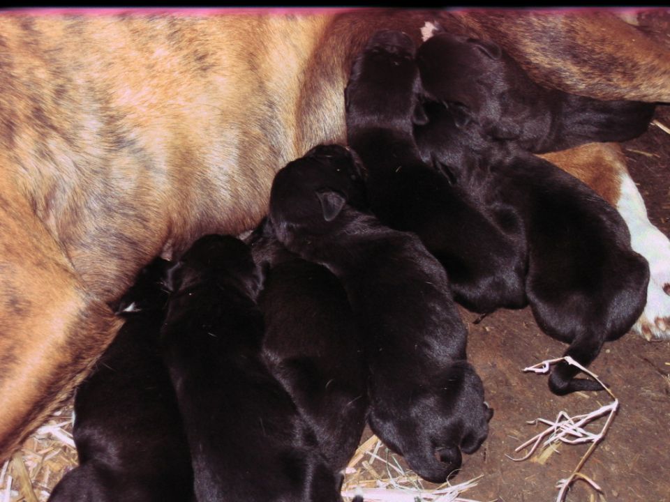 Mother dog with brindle fur nurses several black puppies in a close-up view