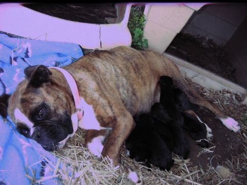 1992 Ford Mustang - A boxer dog rests with her litter of puppies, on a blue blanket and straw bedding.