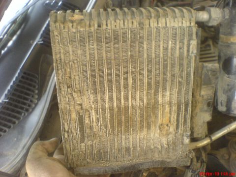 1998 Ford Crown Victoria - A dirty A/C evaporator core is shown, likely needing cleaning or replacement.