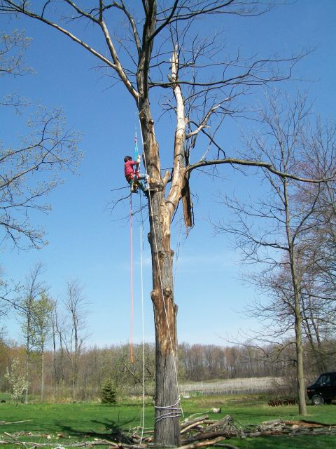 2000 Chevrolet Tahoe - A person climbs a large dead tree using ropes and safety gear on a clear day.