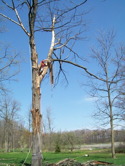 2000 Chevrolet Tahoe - An arborist is actively trimming a large, dead tree, suspended by ropes and a harness against a clear blue sky.