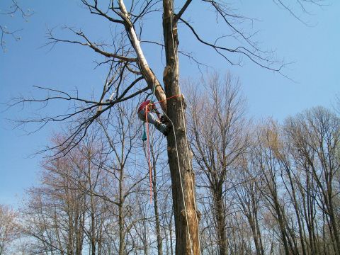 2000 Chevrolet Tahoe - Arborist working high in a tree, using ropes for ascent and safety.