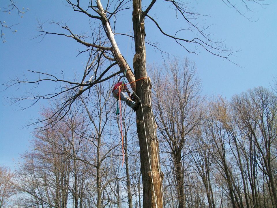 Person climbing a large tree with ropes and harness against a blue sky