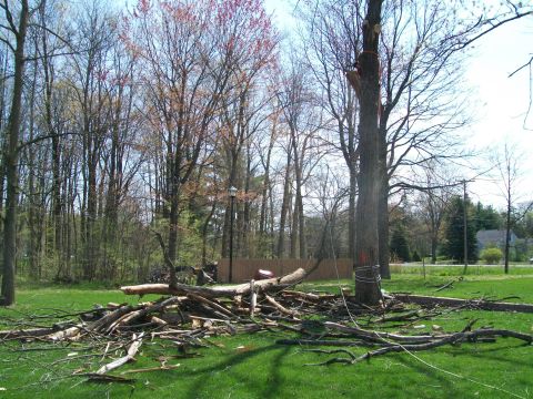 2000 Chevrolet Tahoe - A large pile of branches and logs lies on the grass after a tree fell.