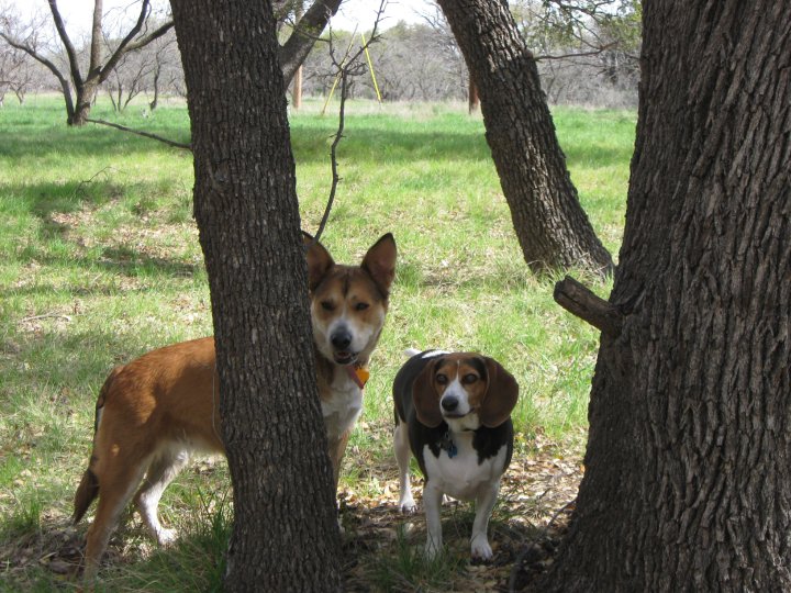 Two dogs, one brown and white, the other a beagle, stand in a grassy area between trees