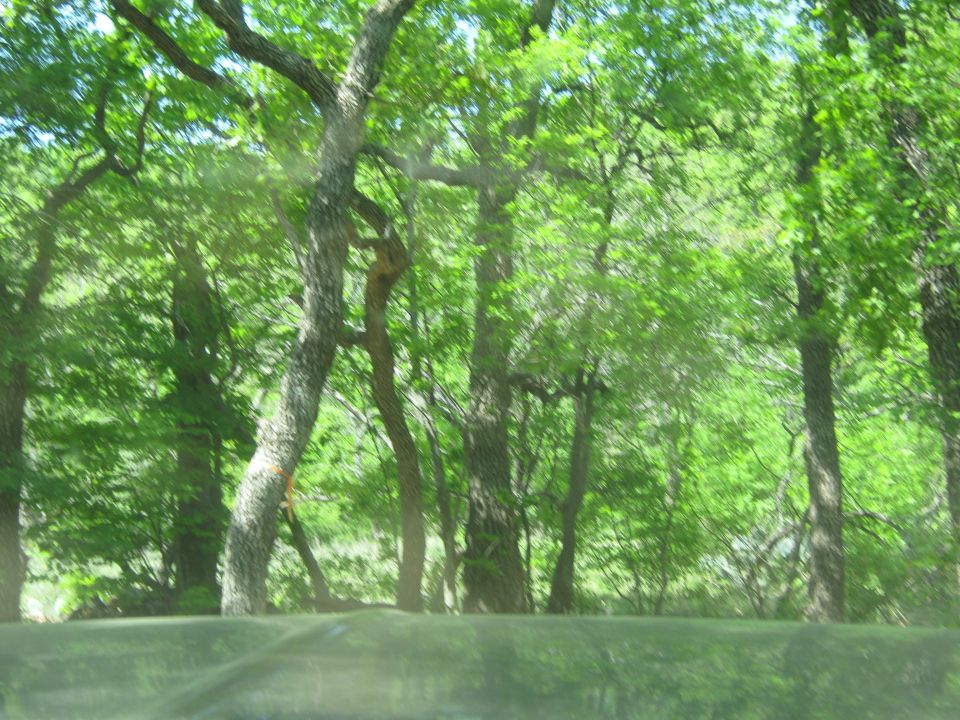 Interior view of a car driving through a forest, with a SUPERMOTORS watermark