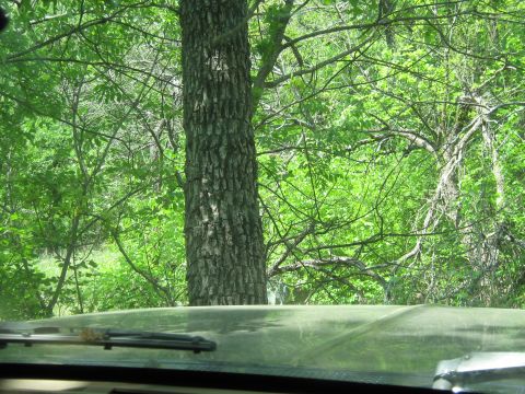 View through a windshield of trees and foliage. A large tree trunk is prominent