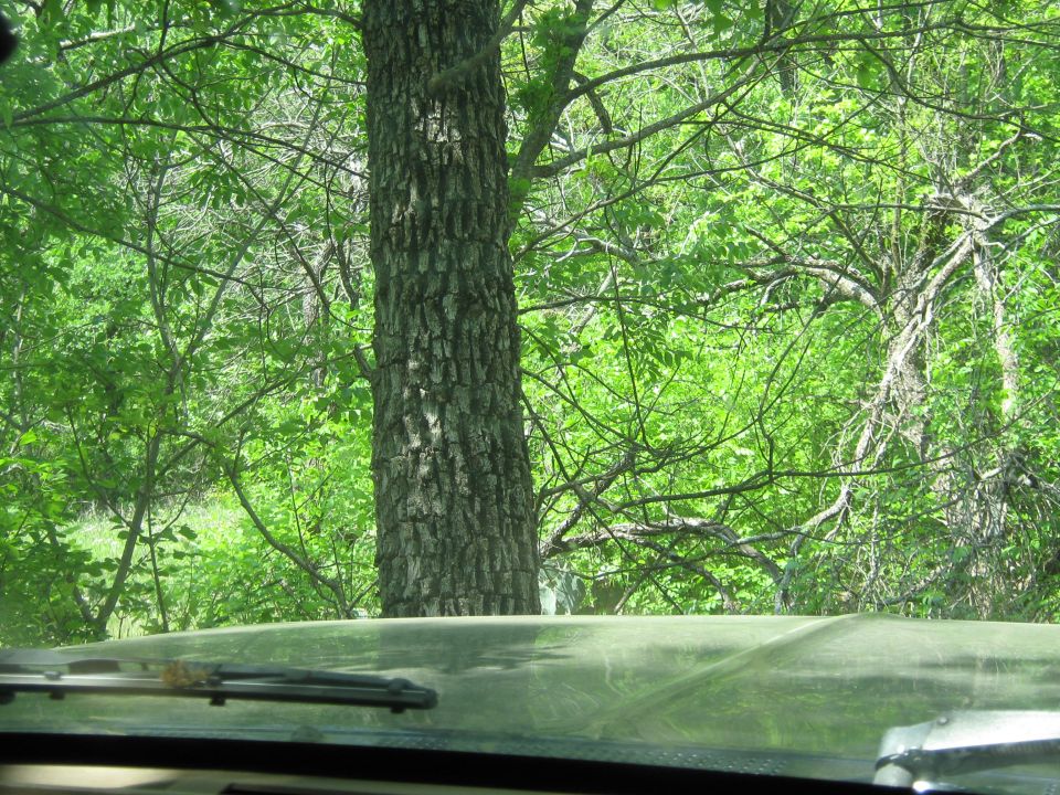 View through a windshield of trees and foliage. A large tree trunk is prominent