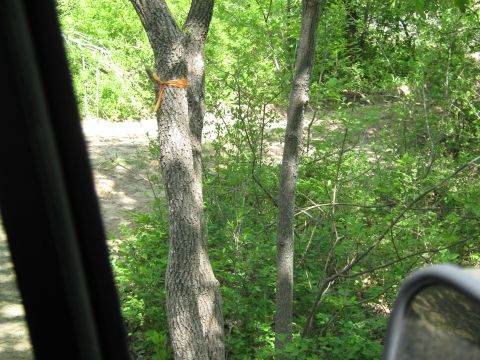 View from inside a vehicle looking out at trees and a dirt path. Orange rope tied around a tree trunk