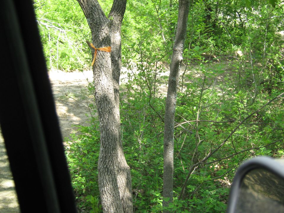 View from inside a vehicle looking out at trees and a dirt path. Orange rope tied around a tree trunk