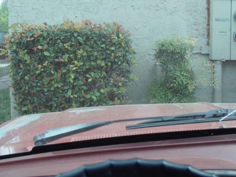 1988 Ford Bronco - The photo shows the hood and windshield wipers of a red vehicle, with bushes and a building in the background.