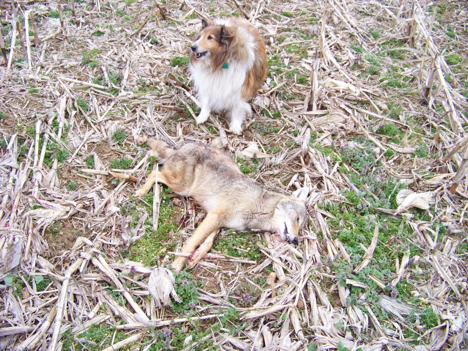 Dead coyote in a field with a collie dog standing over it