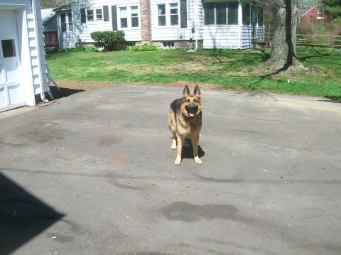 1996 Ford Bronco - A German Shepherd dog stands in a driveway with a house and yard in the background.