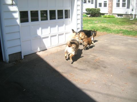 1996 Ford Bronco - Three dogs, two German Shepherds and a bulldog, run across a driveway in front of a garage.