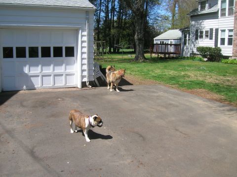 1996 Ford Bronco - Two dogs are in a suburban driveway on a sunny day, with a house and garage in the background.