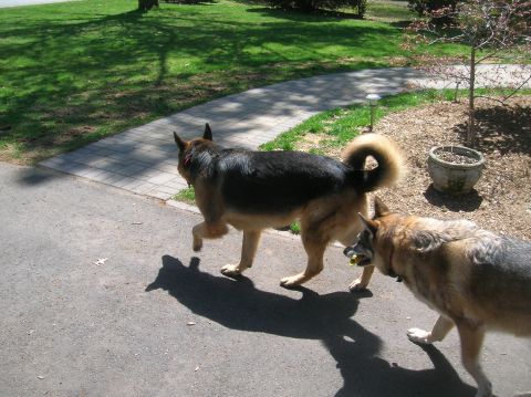 1996 Ford Bronco - Two dogs walk along a paved path on a sunny day, with one carrying a toy.