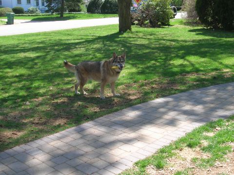 1996 Ford Bronco - A dog stands on a grassy lawn holding a yellow toy in its mouth.