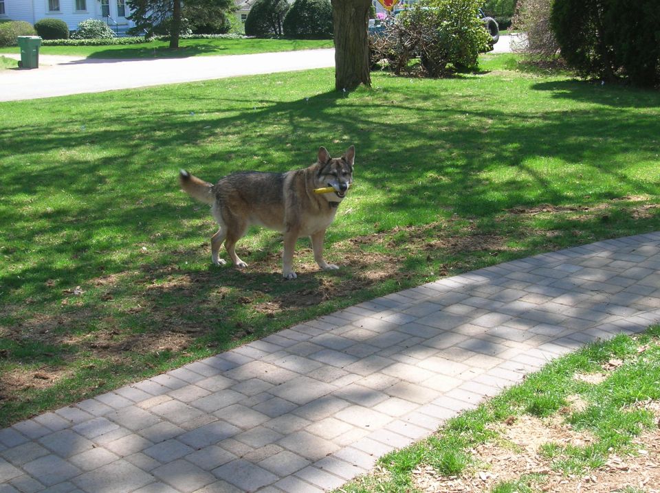 Dog with yellow toy in mouth stands on grass next to a paved walkway