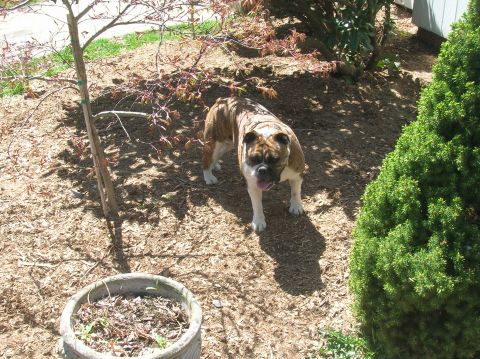 1996 Ford Bronco - A brindle bulldog stands in a yard, surrounded by mulch, a small tree, and a large evergreen bush.