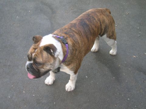1996 Ford Bronco - A brindle bulldog stands on a paved surface, its tongue slightly out.