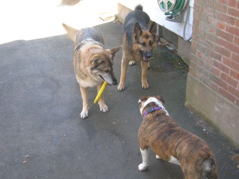 1996 Ford Bronco - Three dogs are gathered on an asphalt surface, one holding a yellow toy.