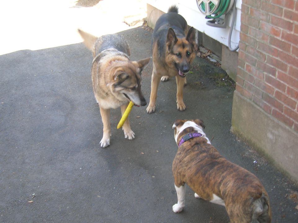 German Shepherd, tan dog with yellow toy, and bulldog on asphalt
