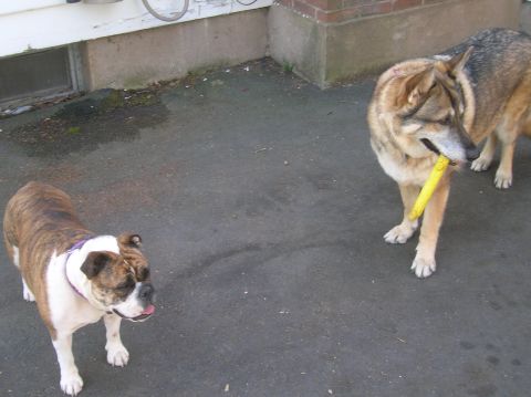 1996 Ford Bronco - Two dogs stand on asphalt near a building, one holding a yellow chew toy.