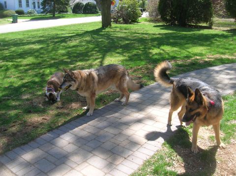 1996 Ford Bronco - Three dogs enjoy a sunny day outdoors on a paved walkway and grassy area.