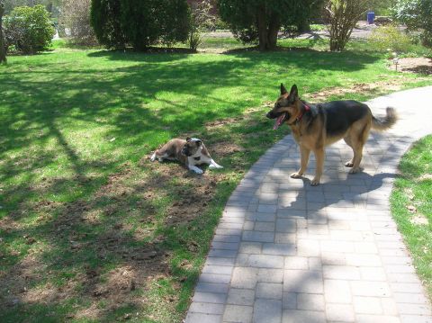 1996 Ford Bronco - Two dogs enjoy a sunny day in a grassy yard with a paved walkway.