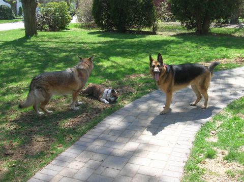 1996 Ford Bronco - Three dogs are enjoying a sunny day in a grassy yard with a paved walkway.