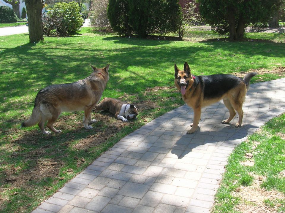 German Shepherd standing on a path, another dog lying down, and a third dog standing in the grass
