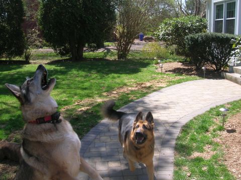 1996 Ford Bronco - Two dogs are playing in a suburban backyard on a sunny day.