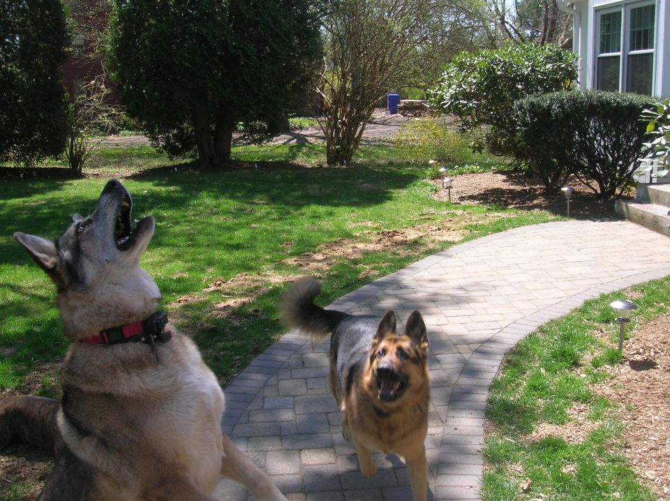 German Shepherd and a wolf-dog mix on a paved walkway in a grassy yard