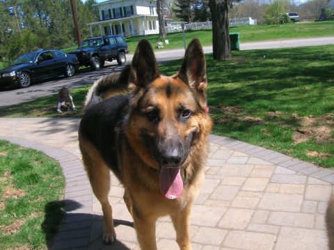 1996 Ford Bronco - A German Shepherd stands on a paved walkway with two vehicles parked on the street behind it.