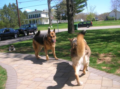 1996 Ford Bronco - Two German Shepherd dogs are on a paved patio in front of a house, with cars parked on the street.