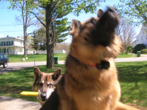 1996 Ford Bronco - Two dogs are in a yard with trees and houses visible behind them.