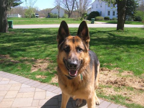 1996 Ford Bronco - A German Shepherd dog is pictured outdoors on a sunny day.