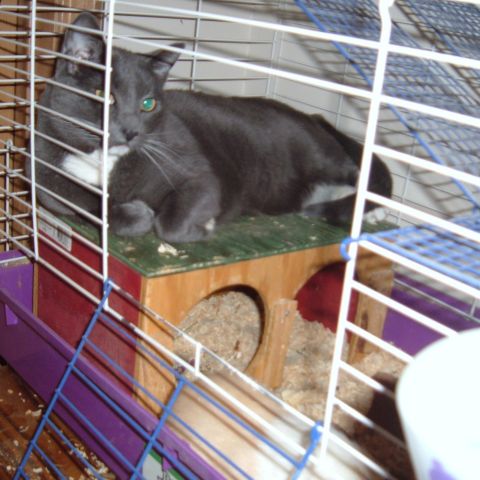 2006 Ford E350 - The cat is friends with the Guinea Pig, she's actually afraid he'll eat her.