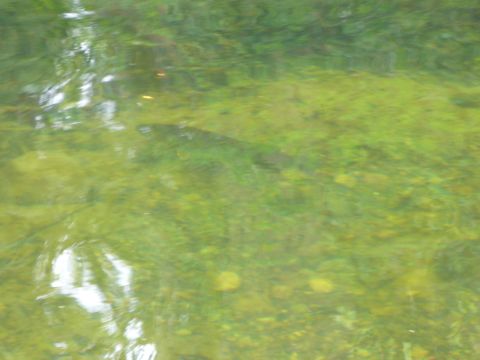 1971 Toyota Corolla - A fish navigates through the clear, green water of a shallow stream.