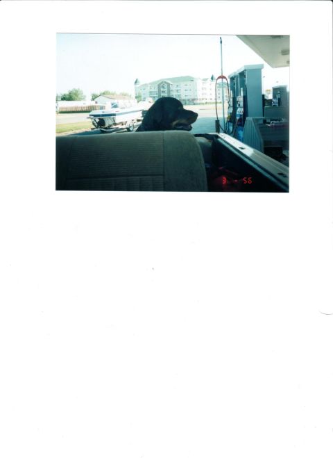 1990 Ford Bronco - My Bronco Dog Quin
