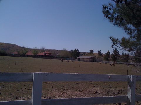 1978 Ford Bronco - A pastoral landscape unfolds with horses grazing peacefully in a sun-drenched field, bordered by a white fence.
