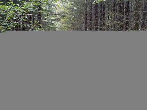 1983 Ford Bronco - A dense forest scene with tall trees and green foliage, suggesting a natural outdoor setting.