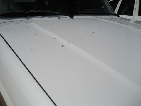 1993 Ford Bronco — White vehicle hood with some paint chips. Another white vehicle is visible to the right