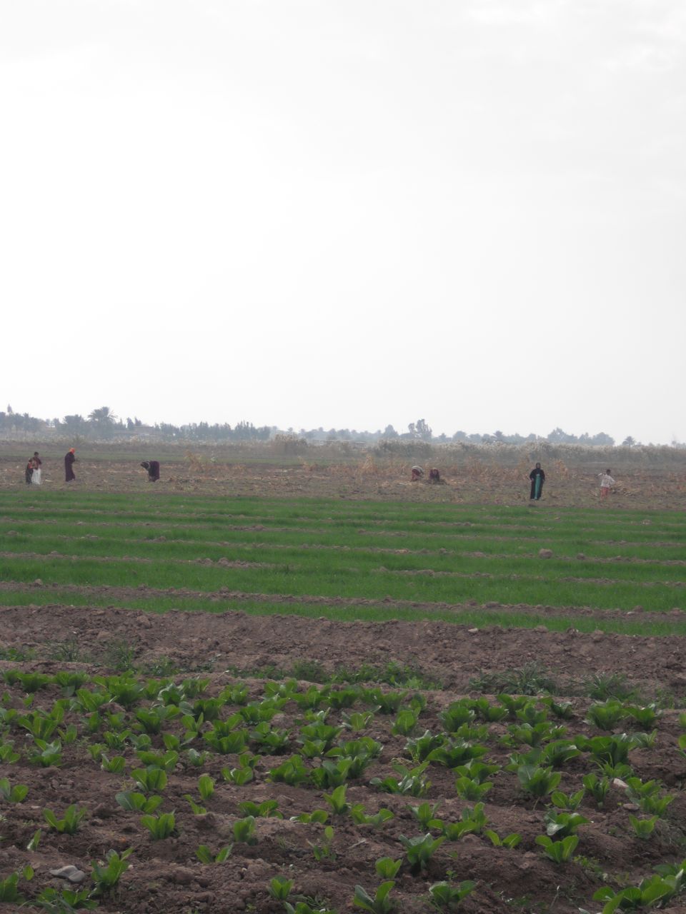 Agricultural field with rows of crops and several people working, under a hazy sky
