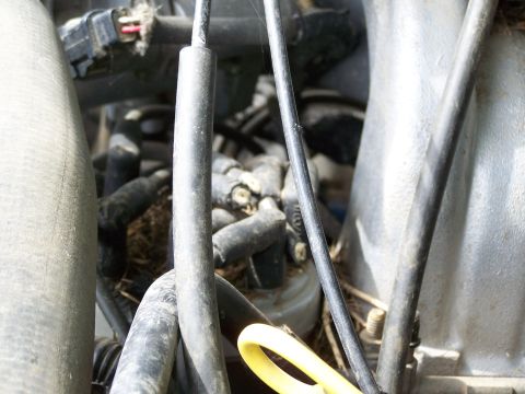1989 Ford Bronco - Chewed spark plug wires. There is a lot of mouse damage in the engine compartment