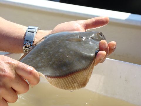 1989 Ford Bronco - A person holds a flounder fish, showing its flat body and fins.