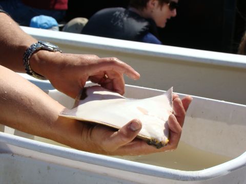 1989 Ford Bronco - A person holds a flatfish, possibly for examination or display, in a white container filled with water.